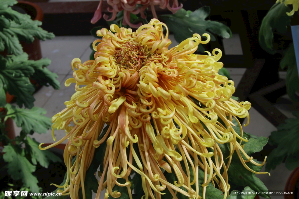 菊花 
