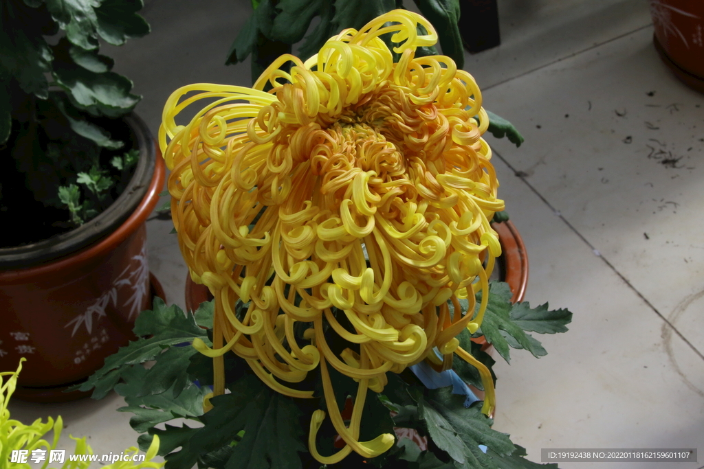 菊花 