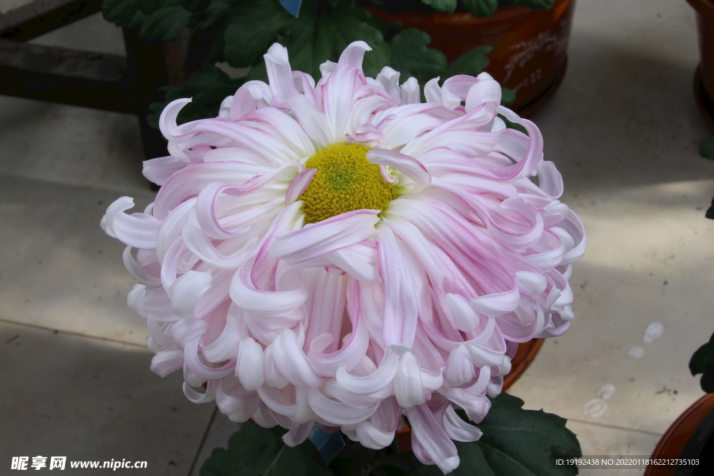 菊花