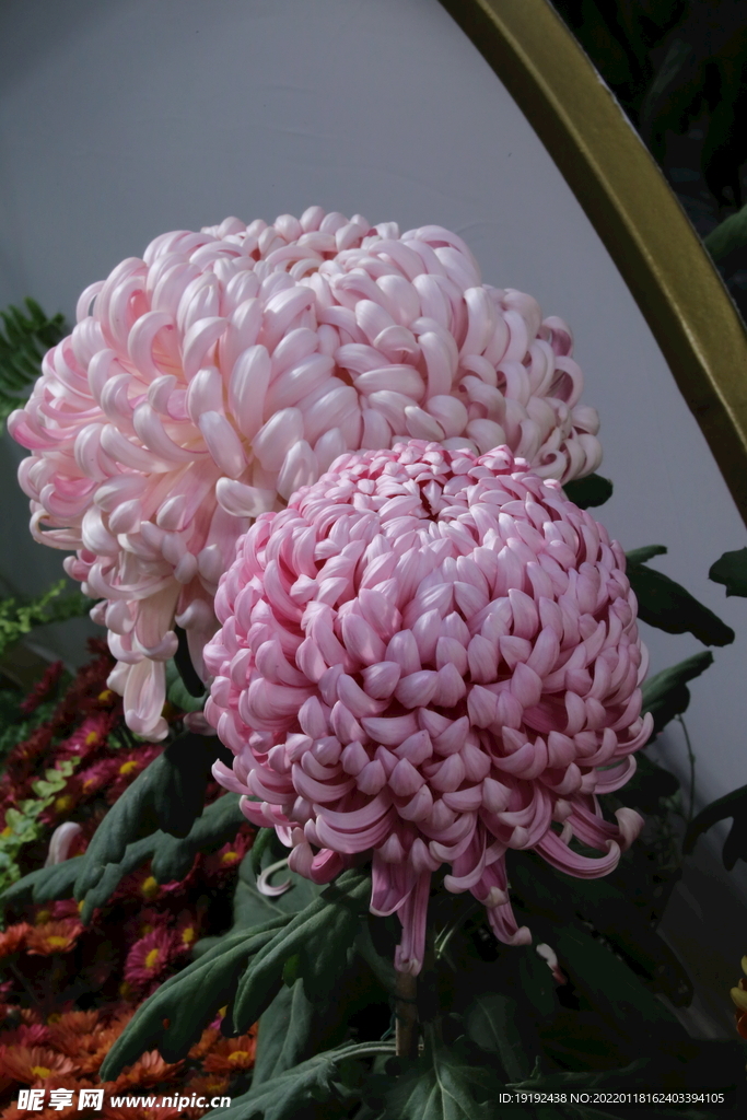 菊花 