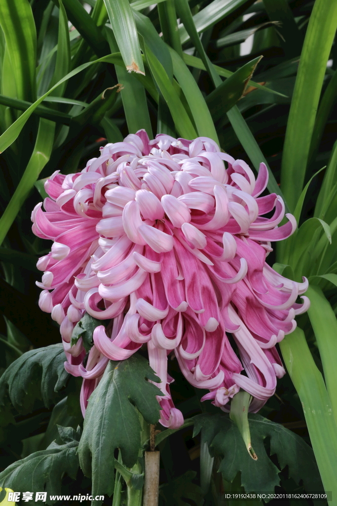 菊花