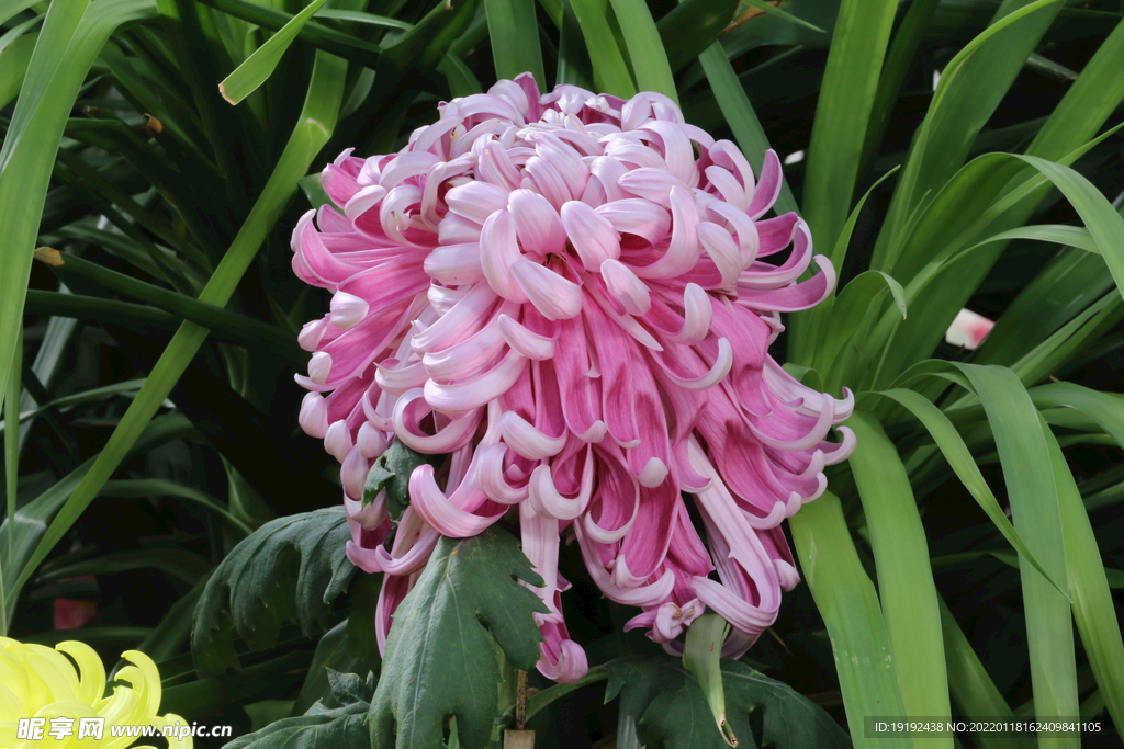 菊花 