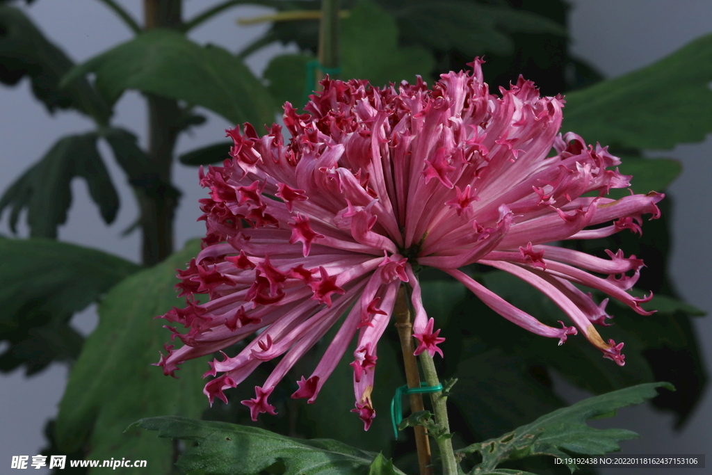 菊花 