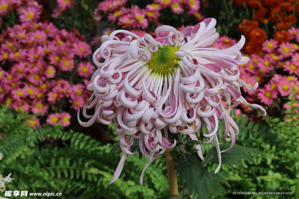 菊花