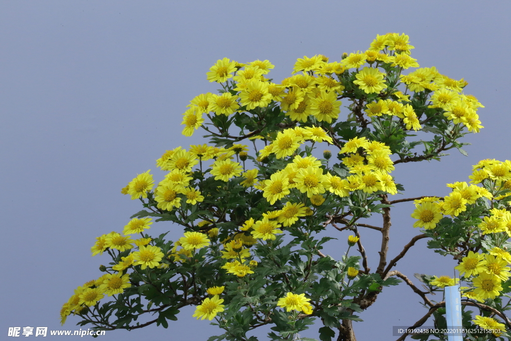 菊花 