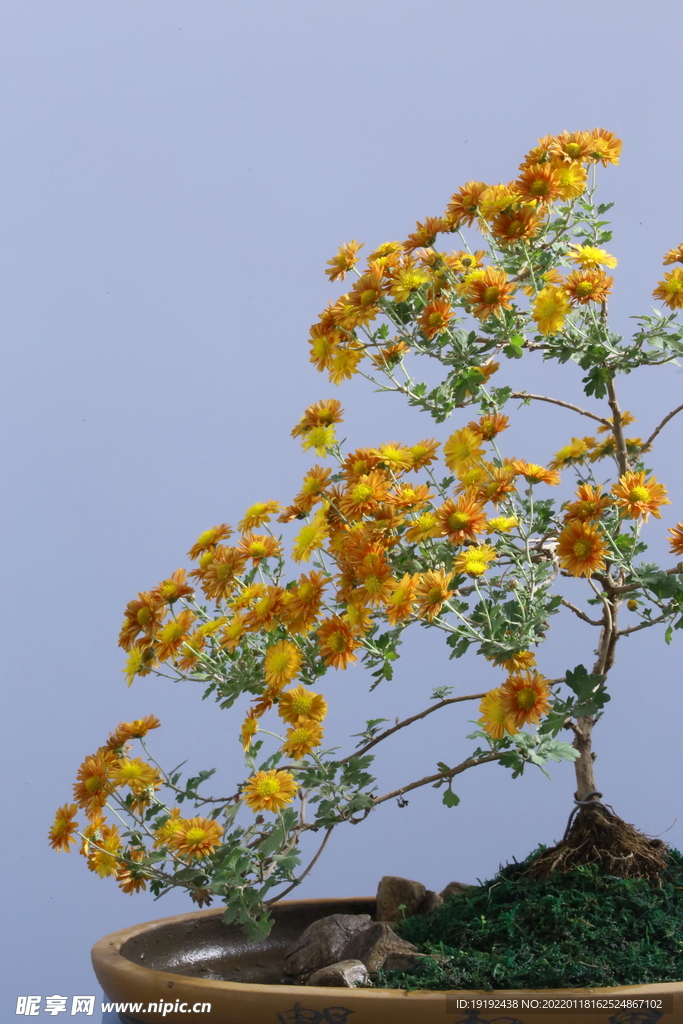 菊花 