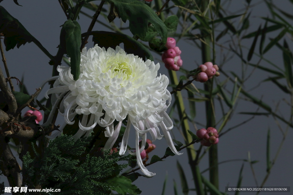 菊花