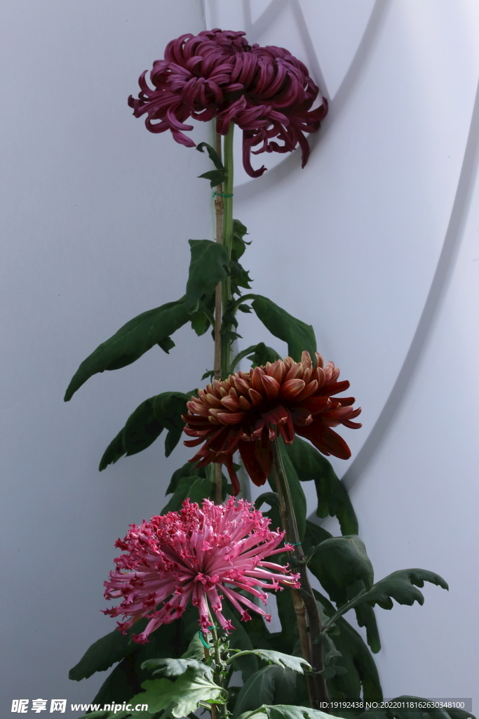 菊花