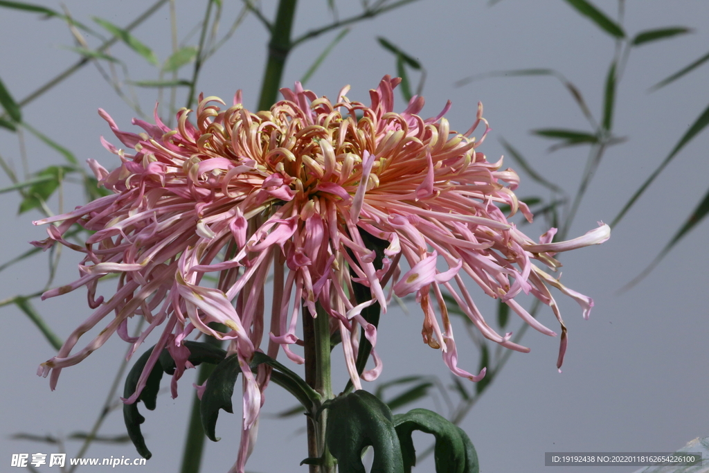 菊花 
