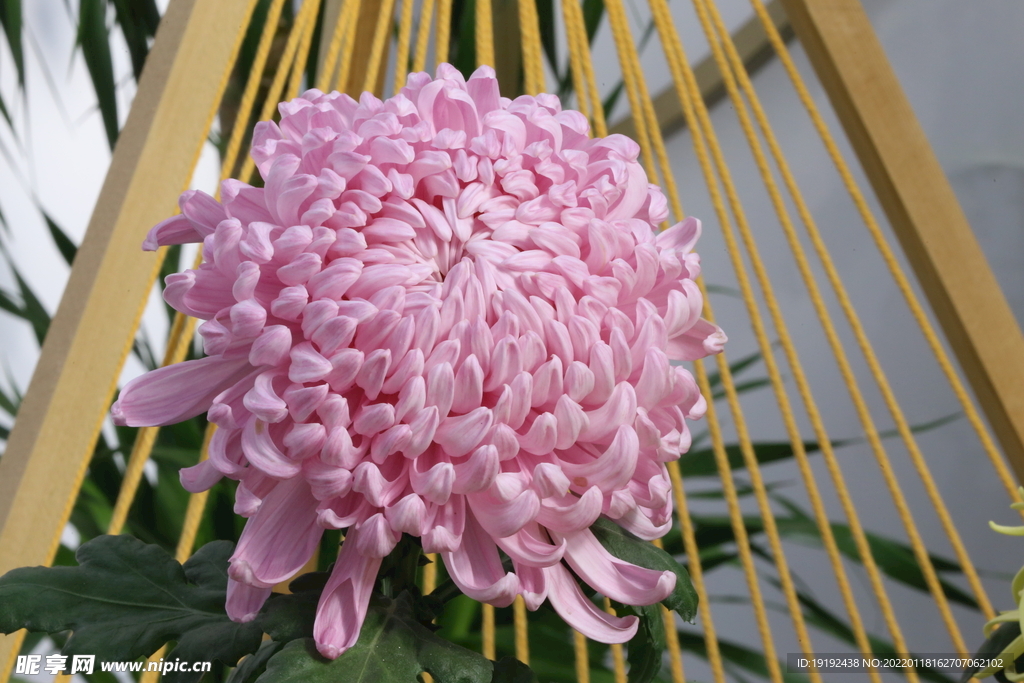 菊花 