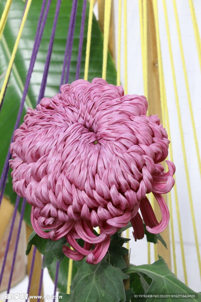 菊花 