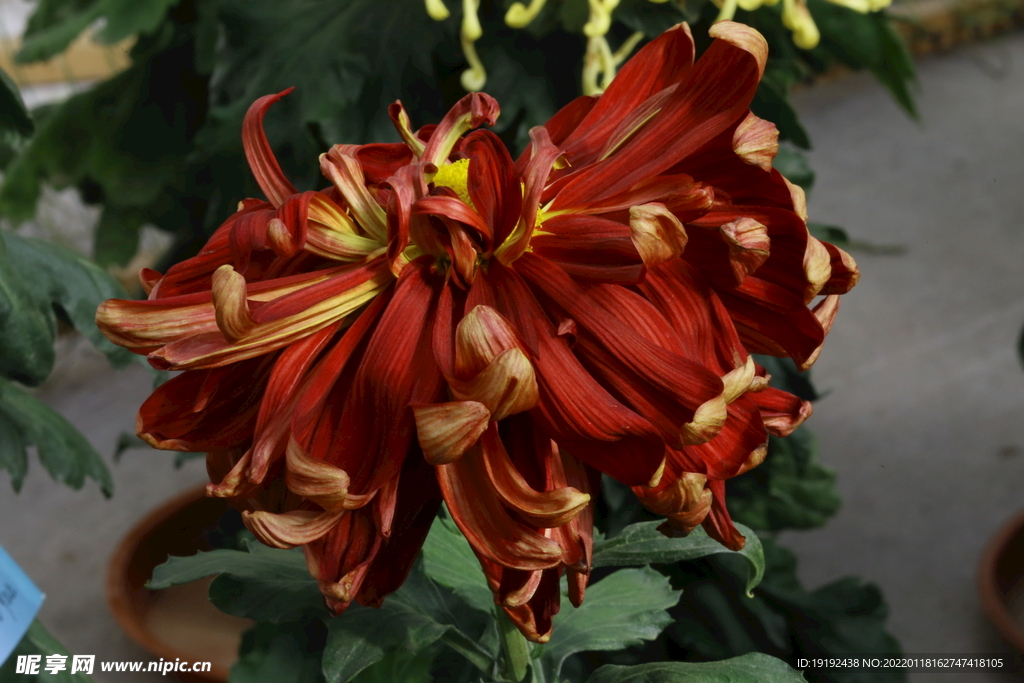 菊花 