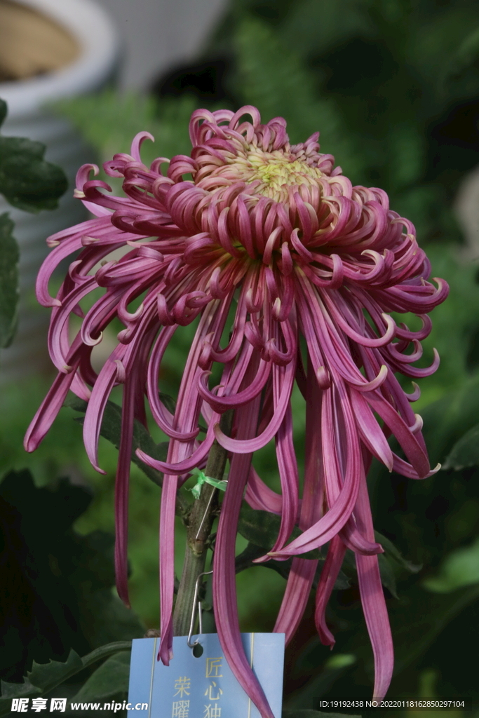 菊花 