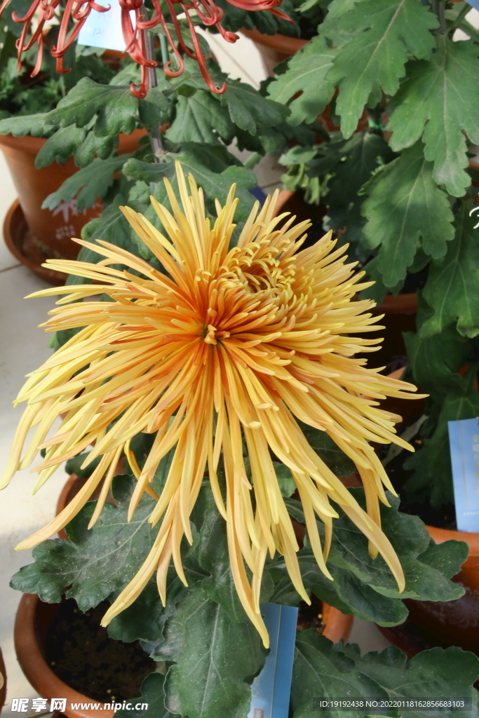 菊花 