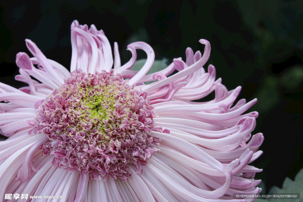菊花 