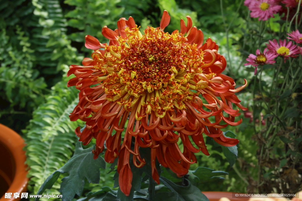 菊花 