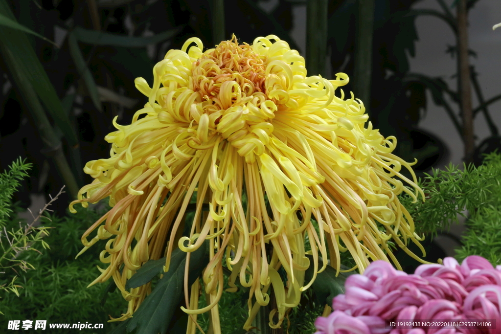 菊花 
