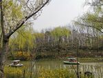顾村公园