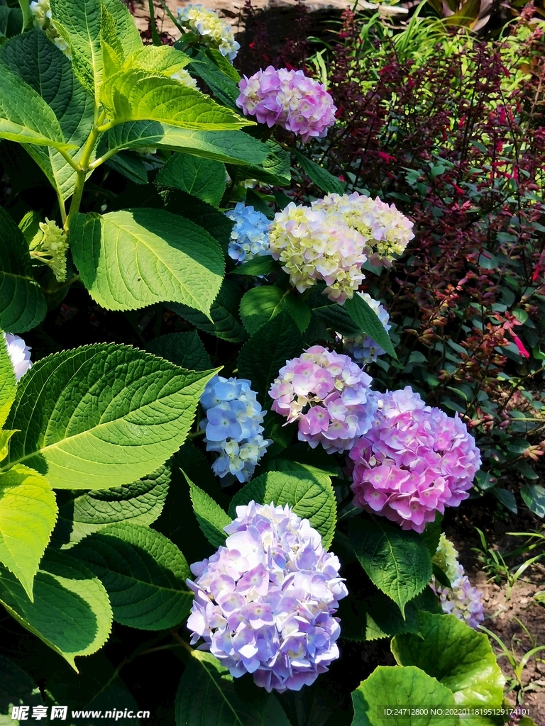 绣球花