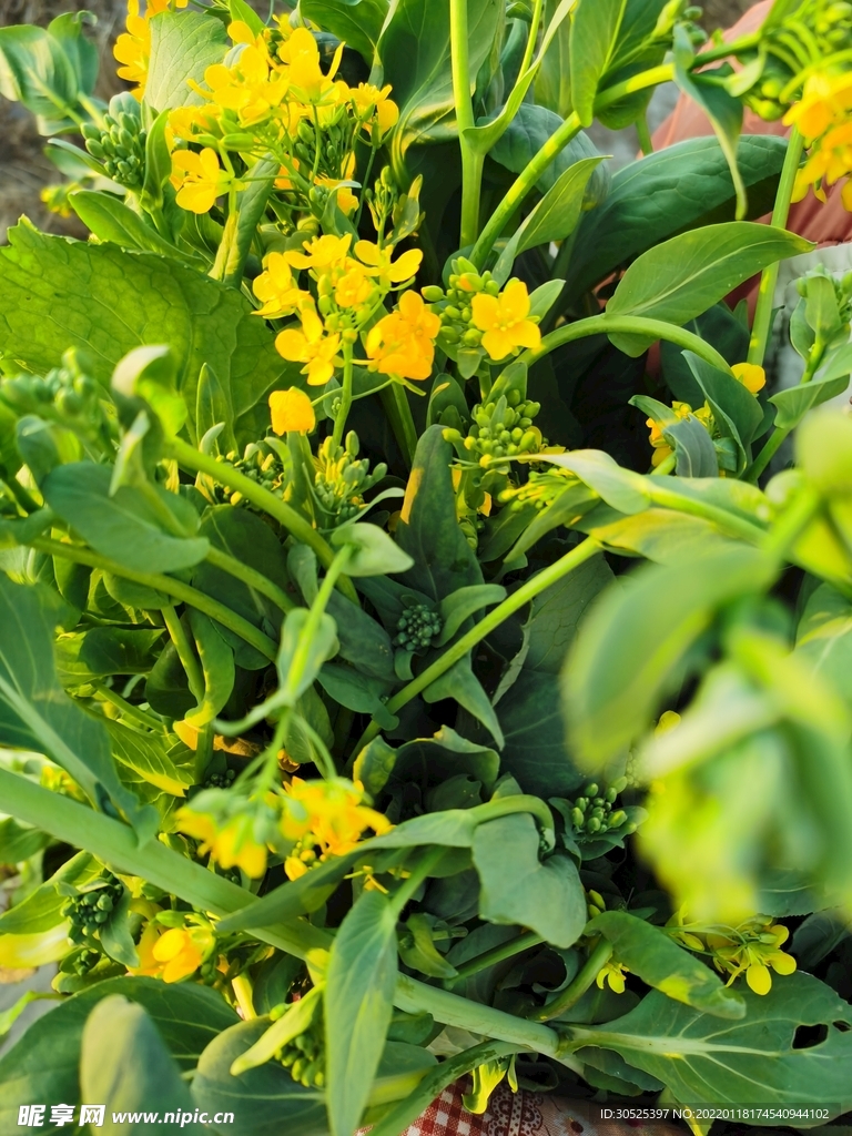 油菜花