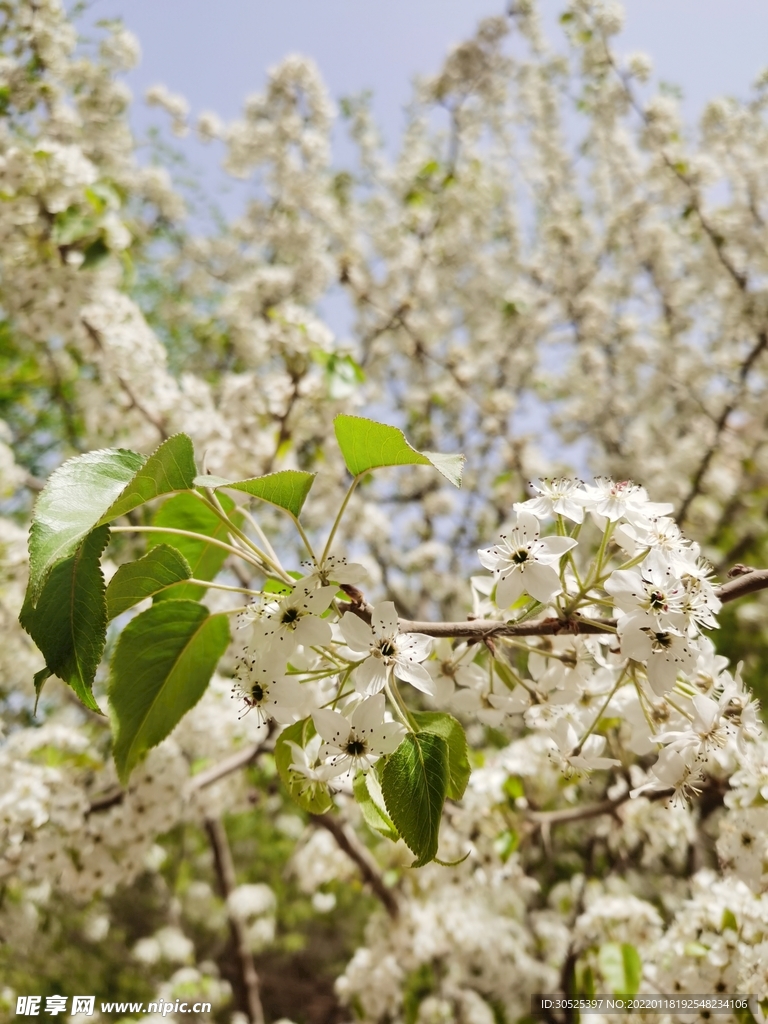 苹果树花