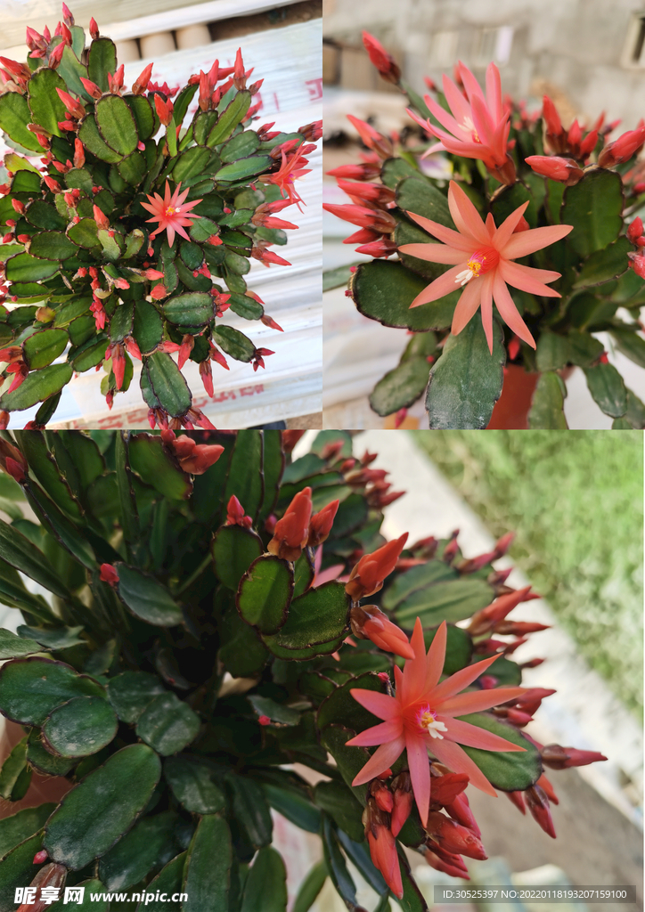 仙人掌花