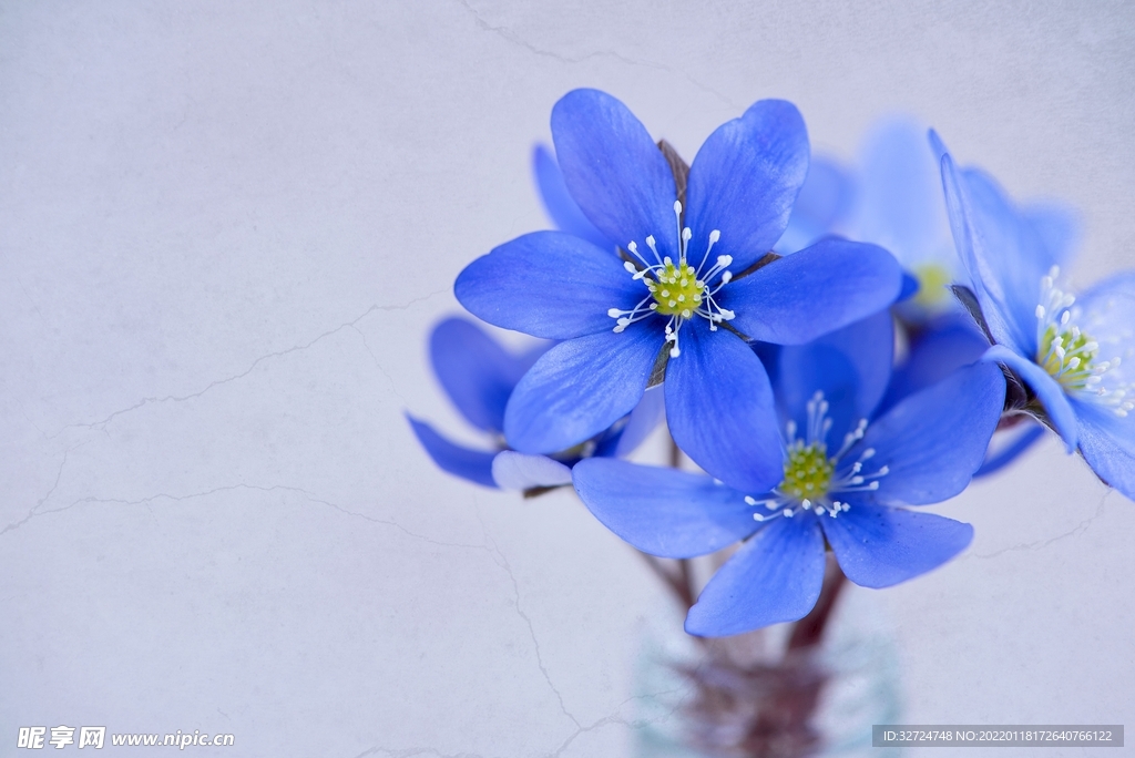 蓝色小花