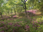 杜鹃花风景