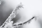 雪花 树枝摄影