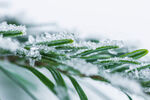 冬天的雪花树叶