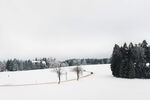 冬天雪景树林