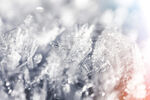雪花冬天冰冻摄影