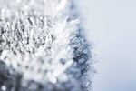 雪花冬天的雪花摄影