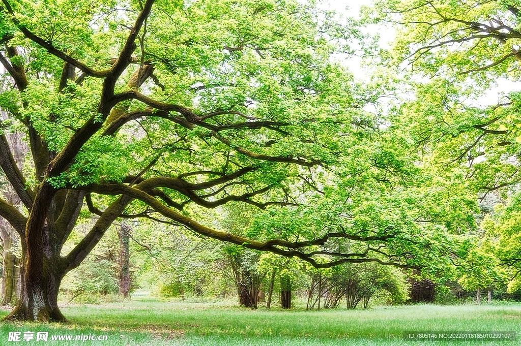 香樟树背景装饰画