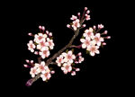 梅花桃花PNG 