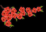 梅花桃花PNG 