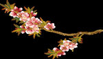梅花桃花PNG 