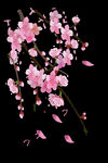 梅花桃花PNG