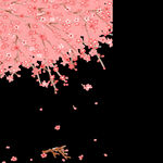 梅花桃花PNG 