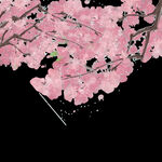 梅花桃花PNG