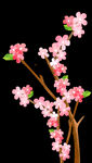 梅花桃花PNG 