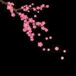梅花桃花PNG 