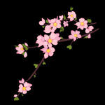 梅花桃花PNG