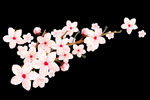 梅花桃花PNG 