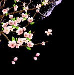 梅花桃花PNG 
