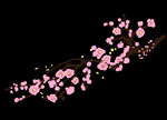 梅花桃花PNG