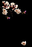 梅花桃花PNG 