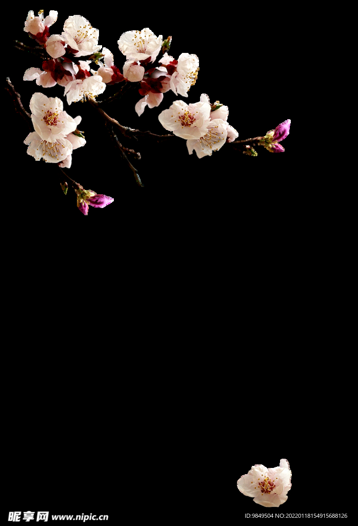 梅花桃花PNG 