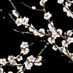 梅花桃花PNG