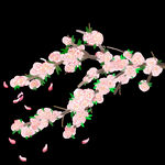 梅花桃花PNG 